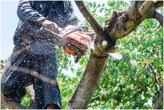 tree services Round Rock